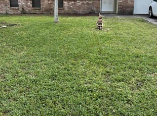 Scott T.'s lawn care services service result