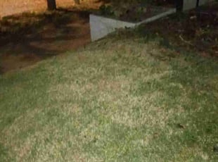 Barbara H.'s Bush Trimming service result