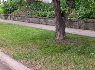 Kate S.'s lawn care service result