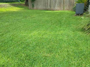 Guy P.'s grass cutting service result
