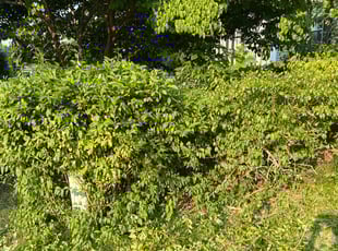 Samuel A.'s Bush Trimming service result