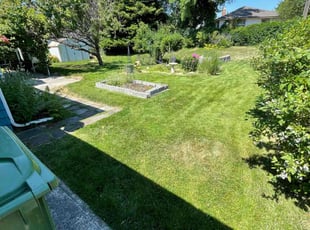 Lana P.'s turf care service result