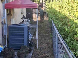 Bob M.'s grass cutting service result