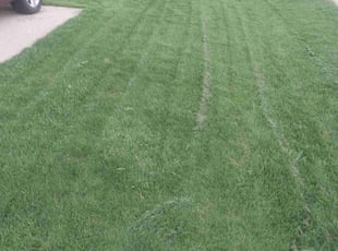 Mindy Z.'s grass cutting service result