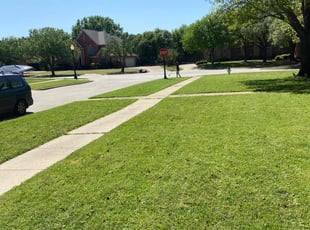 Daniel S.'s turf care service result