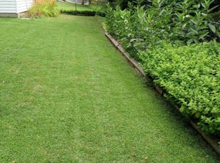 Roderick S.'s lawn care service result
