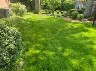 Yvonne M.'s grass maintenance service result