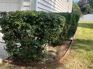 Shenita M.'s Bush Trimming service result