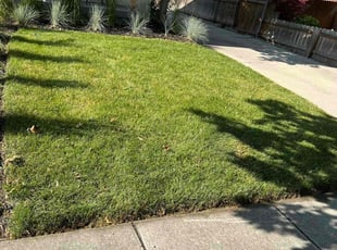 Emily C.'s grass cutting service result