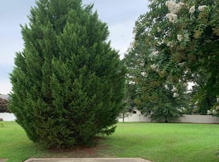 Dee T.'s turf maintenance service result