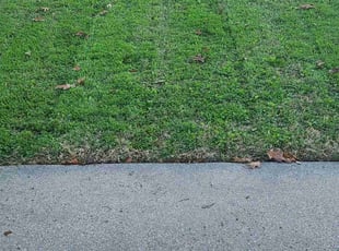 Sean C.'s grass cutting service result