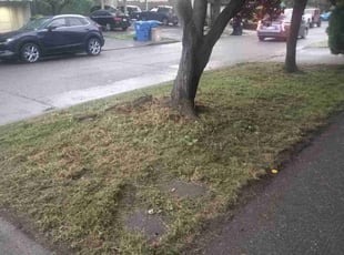 Andrea D.'s grass maintenance service result
