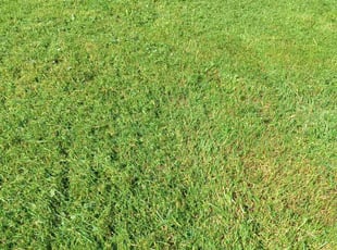 Sebastien J.'s grass cutting service result