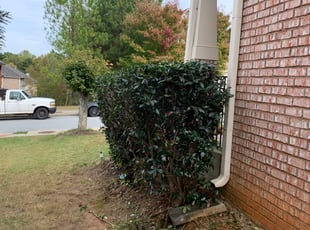 Donna B.'s Bush Trimming service result