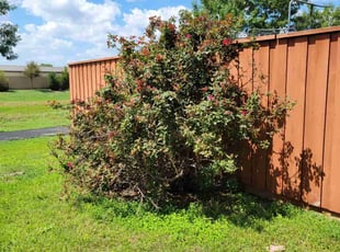 Billy J.'s Bush Trimming service result
