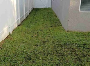Jenny T.'s turf maintenance service result