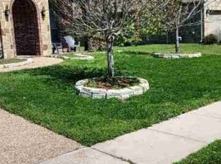 Anthony C.'s turf maintenance service result