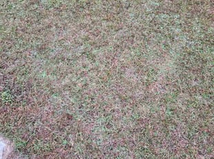 Lorenda C.'s lawn care services service result