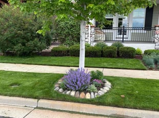 Makinsey C.'s lawn service service result