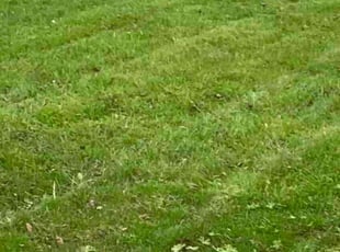 Faranak M.'s lawn care service result