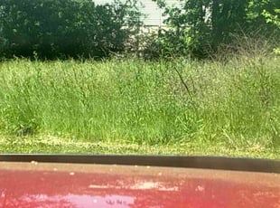 Michelle C.'s Long Grass Cleanup service result