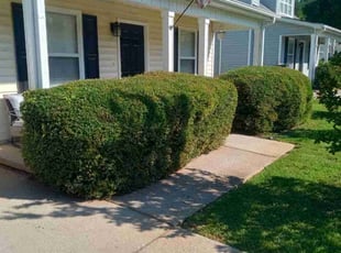 Jeremy K.'s Bush Trimming service result