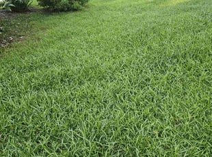 Yuri L.'s lawn service service result