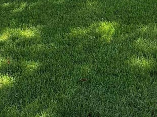 Eunice C.'s lawn care service result