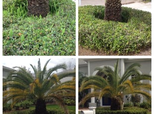 Cynthia B.'s Bush Trimming service result