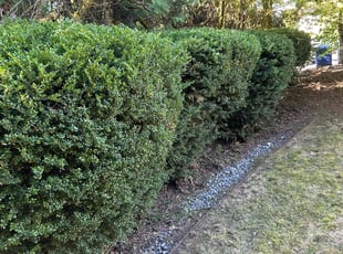 Mary C.'s Bush Trimming service result