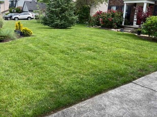 Ulrike P.'s turf care service result