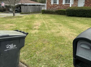 Noemi D.'s Bush Trimming service result