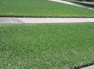 Chris B.'s grass cutting service result