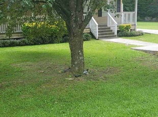 Deanna S.'s grass maintenance service result
