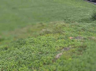 Vicki N.'s Flower Bed Weeding service result