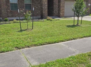 Sydney S.'s yard care service result