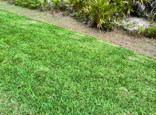 Debb C.'s grass cutting service result