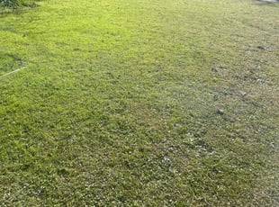 Frank T.'s lawn care service result