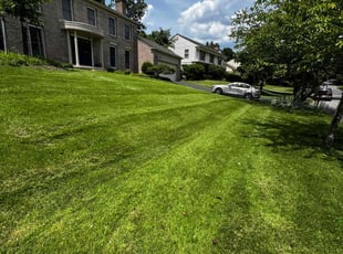 Anna H.'s grass maintenance service result