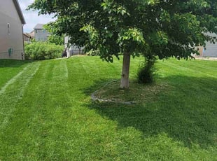 Katie N.'s turf care service result