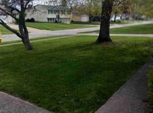 Angela W.'s grass cutting service result