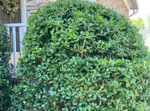 Melinda M.'s Bush Trimming service result