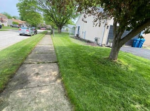 David K.'s grass maintenance service result
