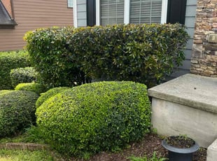 Scott S.'s Bush Trimming service result