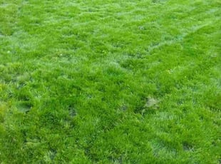 Erica K.'s lawn maintenance service result