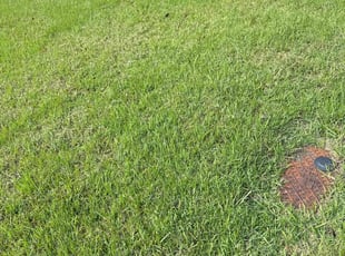 David F.'s lawn service service result