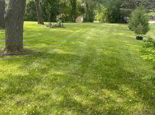 Jackson B.'s grass cutting service result