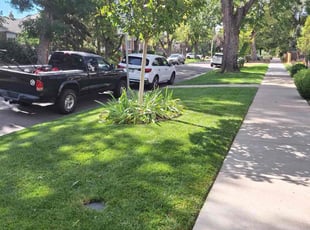 Dominick T.'s lawn service service result