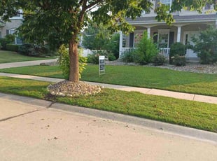 Dana D.'s grass cutting service result