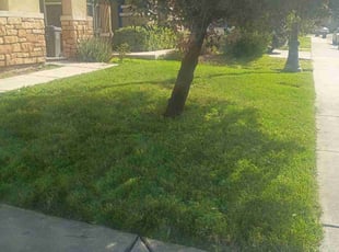 Sean D.'s lawn service service result